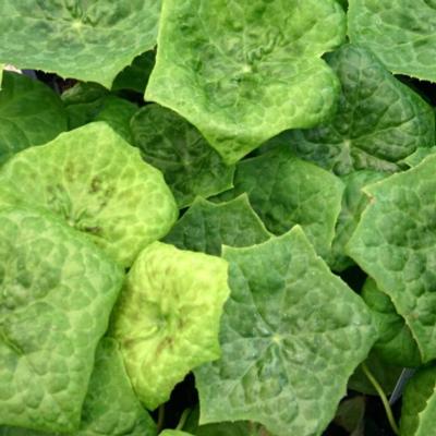 Podophyllum versipelle 'Spotty Dotty'